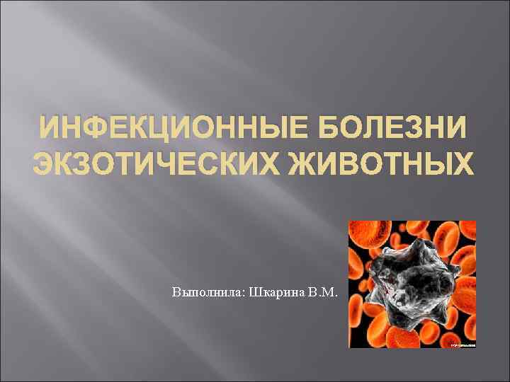 ИНФЕКЦИОННЫЕ БОЛЕЗНИ ЭКЗОТИЧЕСКИХ ЖИВОТНЫХ Выполнила: Шкарина В. М. 