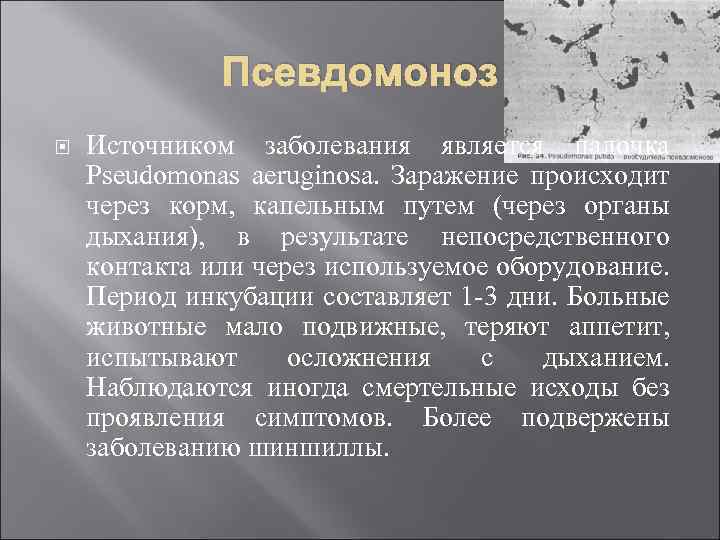 Псевдомоноз Источником заболевания является палочка Pseudomonas aeruginosa. Заражение происходит через корм, капельным путем (через