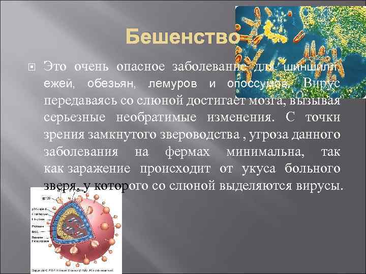Бешенство Это очень опасное заболевание для шиншилл, ежей, обезьян, лемуров и опоссумов. Вирус передаваясь