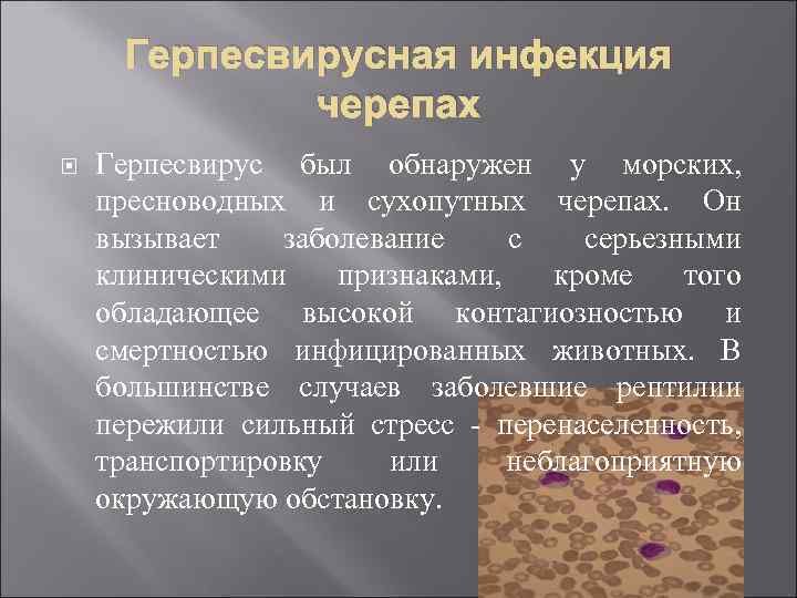 Герпесвирусная инфекция черепах Герпесвирус был обнаружен у морских, пресноводных и сухопутных черепах. Он вызывает