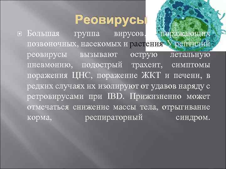 Реовирусы Большая группа вирусов, поражающих позвоночных, насекомых и растения. У рептилий реовирусы вызывают острую