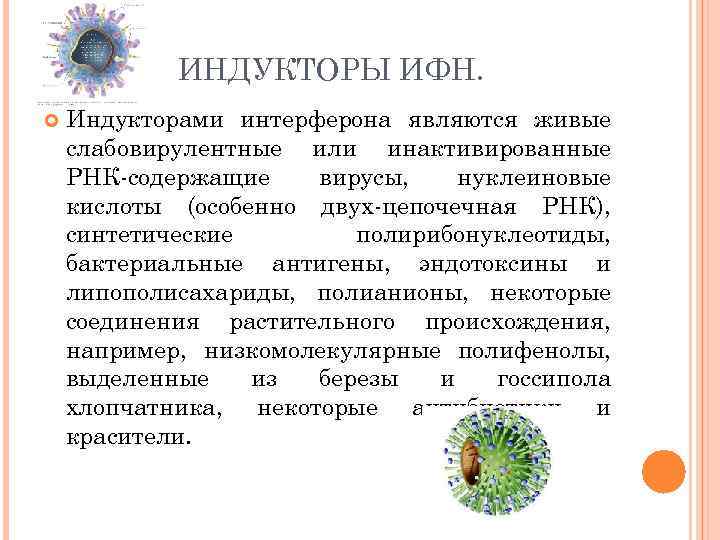 ИНДУКТОРЫ ИФН. Индукторами интерферона являются живые слабовирулентные или инактивированные РНК содержащие вирусы, нуклеиновые кислоты
