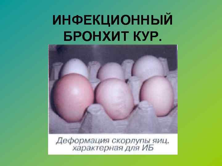 ИНФЕКЦИОННЫЙ БРОНХИТ КУР. 