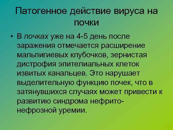 Патогенное действие вируса на почки • В почках уже на 4 -5 день после