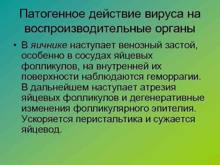 Патогенное действие вируса на воспроизводительные органы • В яичнике наступает венозный застой, особенно в
