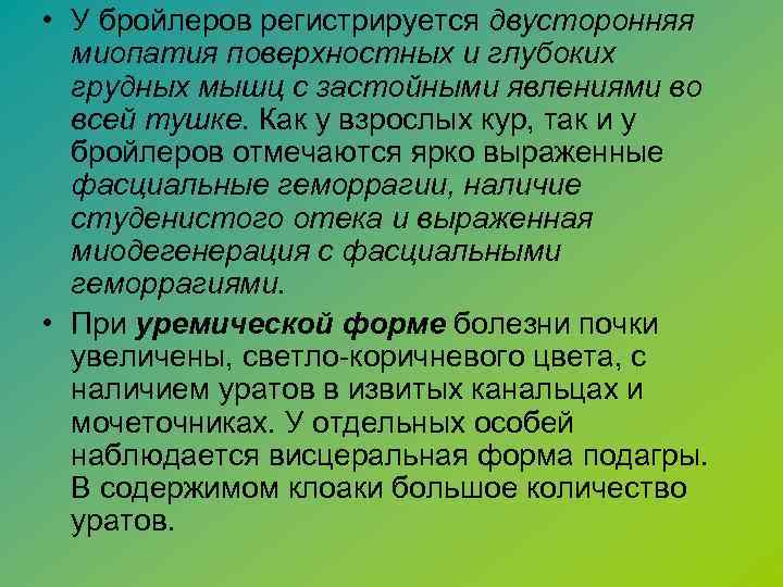  • У бройлеров регистрируется двусторонняя миопатия поверхностных и глубоких грудных мышц с застойными