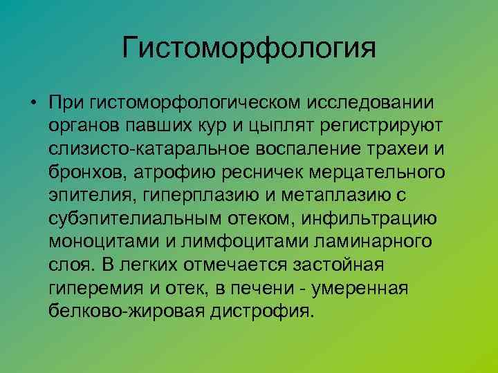Гистоморфология • При гистоморфологическом исследовании органов павших кур и цыплят регистрируют слизисто-катаральное воспаление трахеи