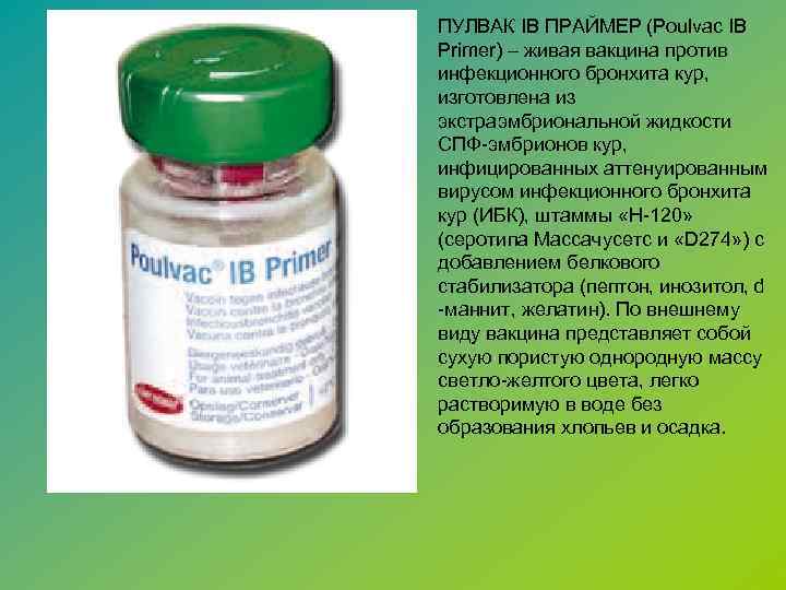 ПУЛВАК IB ПРАЙМЕР (Poulvac IB Primer) – живая вакцина против инфекционного бронхита кур, изготовлена