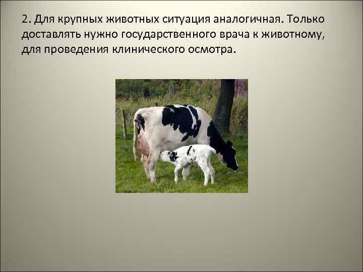 2. Для крупных животных ситуация аналогичная. Только доставлять нужно государственного врача к животному, для