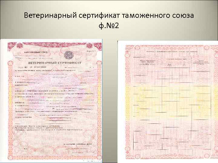 Ветеринарный сертификат международного образца выдается уполномоченным органом