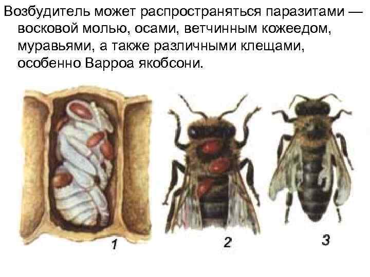 Возбудитель может распространяться паразитами — восковой молью, осами, ветчинным кожеедом, муравьями, а также различными