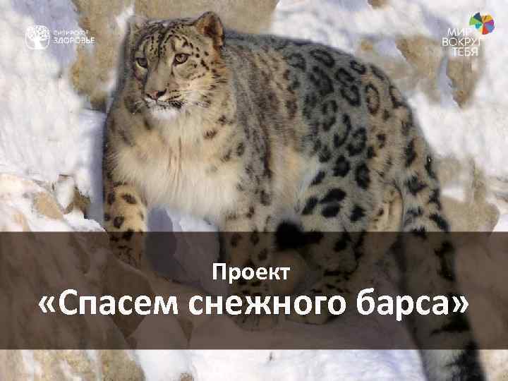 Проект «Спасем снежного барса» 