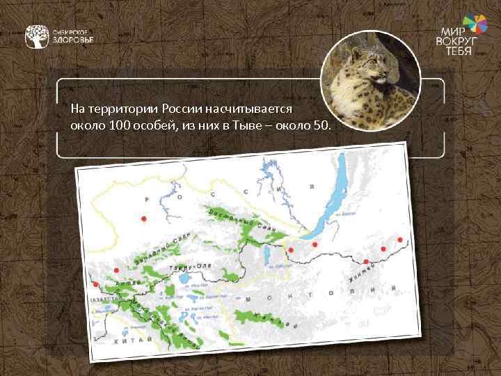 На территории России насчитывается около 100 особей, из них в Тыве – около 50.