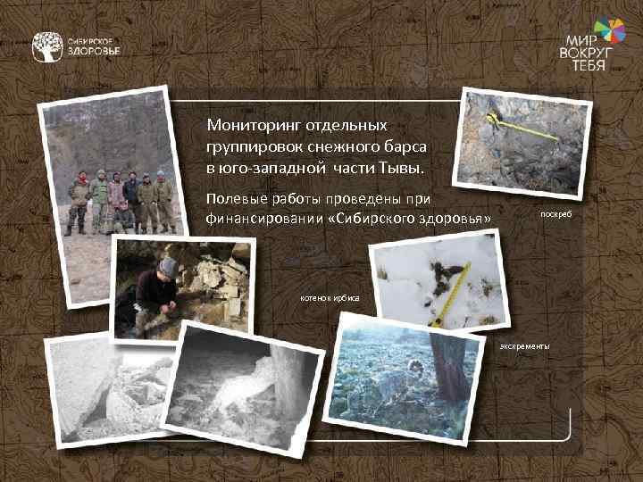 Мониторинг отдельных группировок снежного барса в юго-западной части Тывы. Полевые работы проведены при финансировании