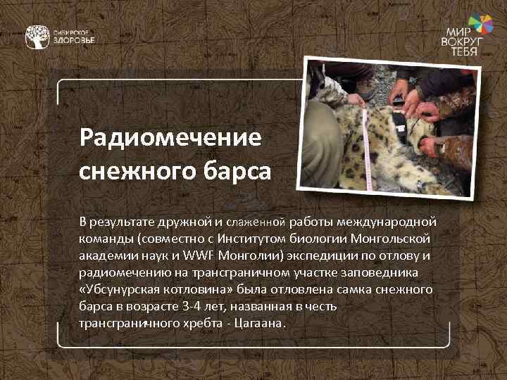 Радиомечение снежного барса В результате дружной и слаженной работы международной команды (совместно с Институтом