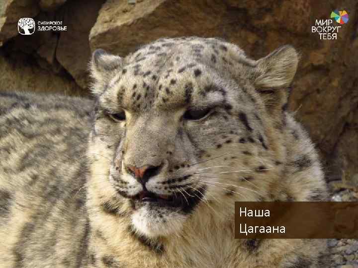 Наша Цагаана 