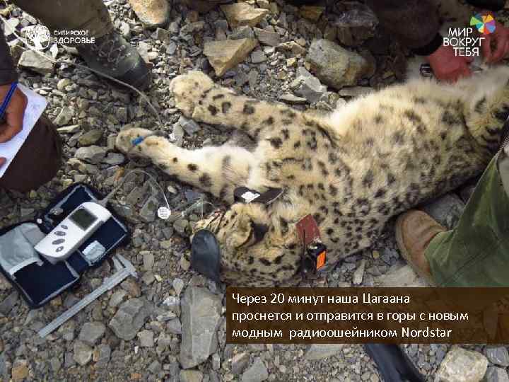 Через 20 минут наша Цагаана проснется и отправится в горы с новым модным радиоошейником