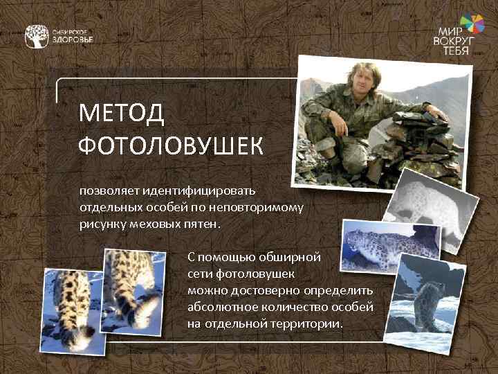 МЕТОД ФОТОЛОВУШЕК позволяет идентифицировать отдельных особей по неповторимому рисунку меховых пятен. С помощью обширной