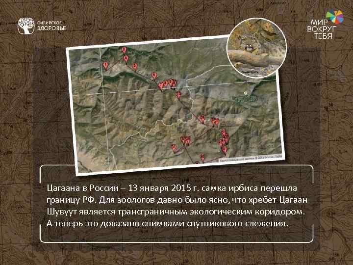 Цагаана в России – 13 января 2015 г. самка ирбиса перешла границу РФ. Для