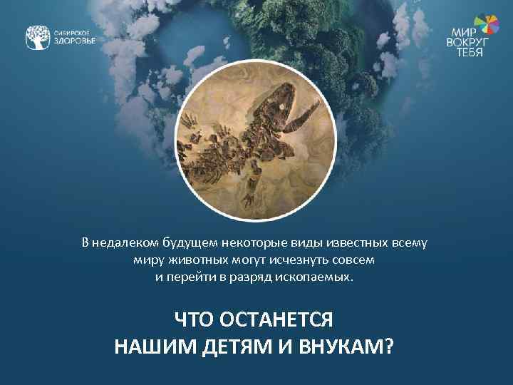 В недалеком будущем некоторые виды известных всему миру животных могут исчезнуть совсем и перейти