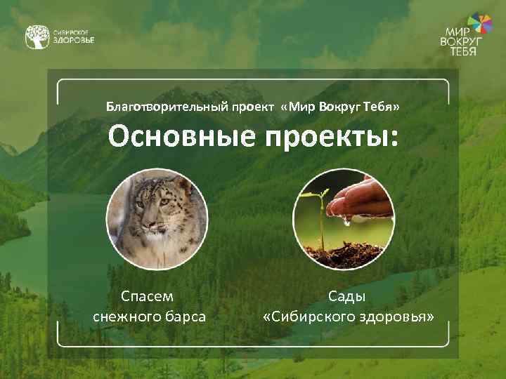 Благотворительный проект «Мир Вокруг Тебя» Основные проекты: Спасем снежного барса Сады «Сибирского здоровья» 