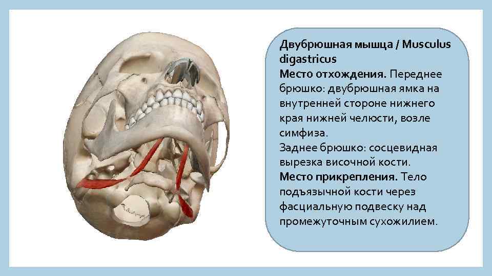 Двубрюшная мышца / Musculus digastricus Место отхождения. Переднее брюшко: двубрюшная ямка на внутренней стороне