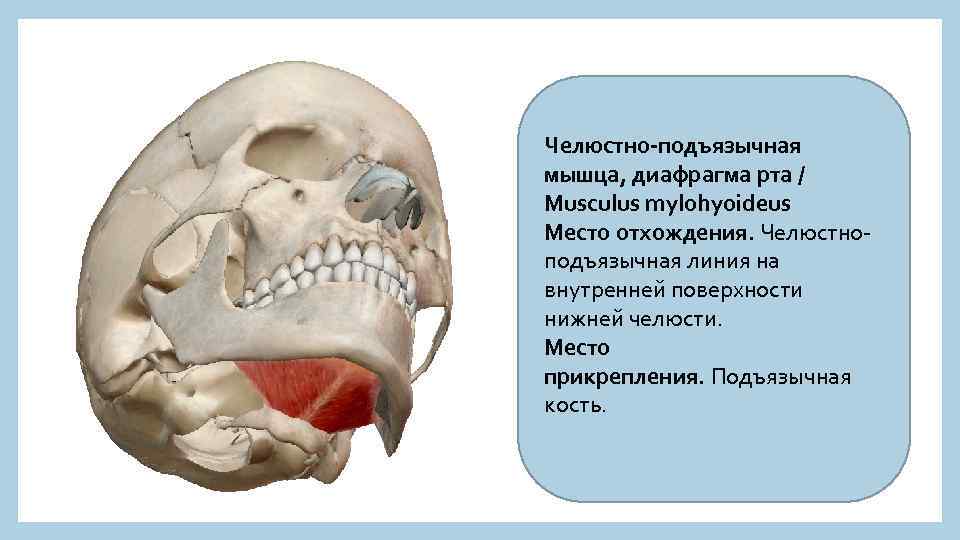 Челюстно-подъязычная мышца, диафрагма рта / Musculus mylohyoideus Место отхождения. Челюстноподъязычная линия на внутренней поверхности