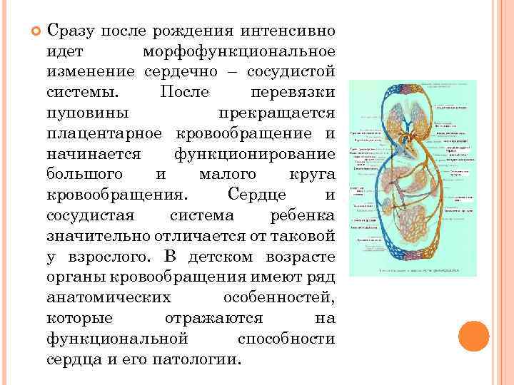  Сразу после рождения интенсивно идет морфофункциональное изменение сердечно – сосудистой системы. После перевязки