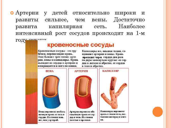  Артерии у детей относительно широки и развиты сильнее, чем вены. Достаточно развита капилярная