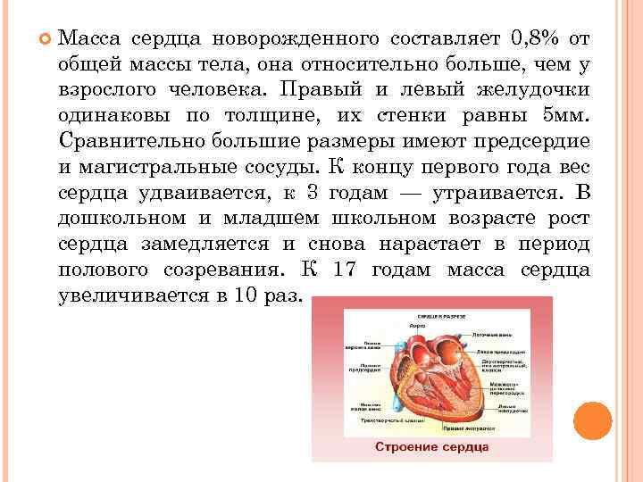  Масса сердца новорожденного составляет 0, 8% от общей массы тела, она относительно больше,