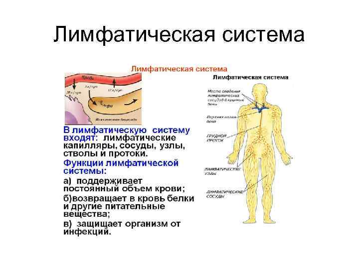 Лимфатическая система 