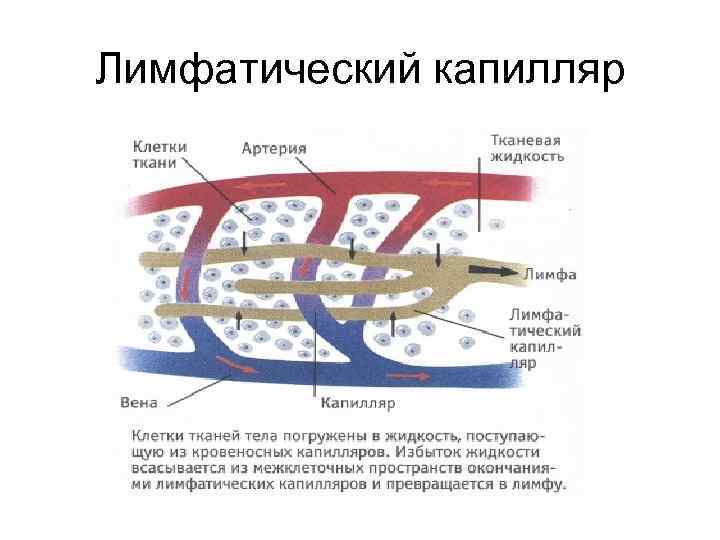 Лимфатический капилляр 