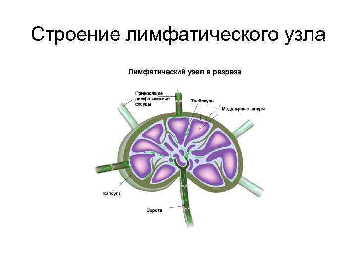 Строение лимфатического узла 