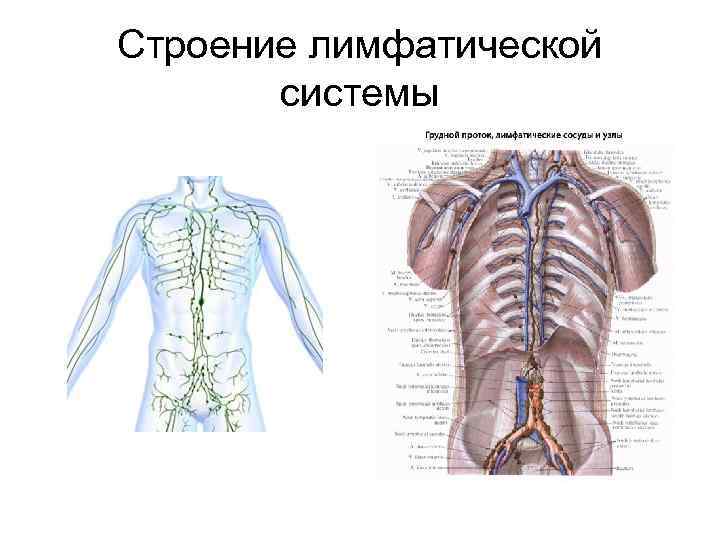 Строение лимфатической системы 