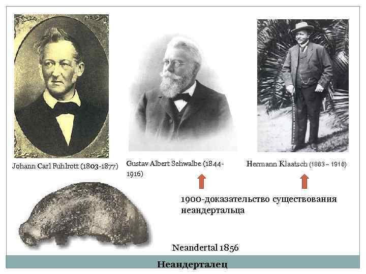 Johann Carl Fuhlrott (1803 -1877) Gustav Albert Schwalbe (18441916) Hermann Klaatsch (1863 – 1916)