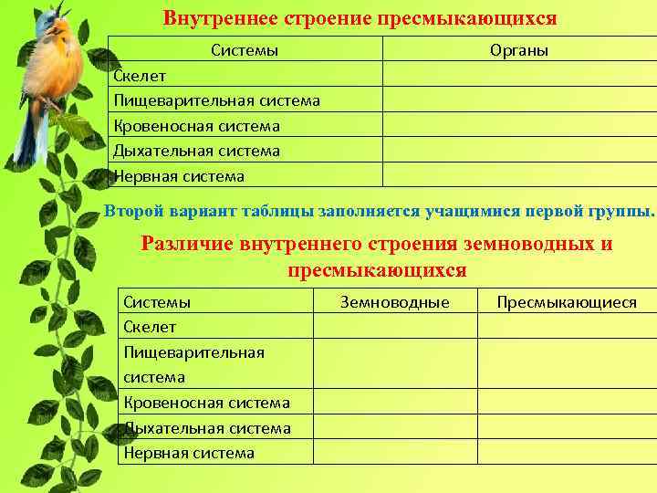 Внутреннее строение пресмыкающихся Системы Органы Скелет Пищеварительная система Кровеносная система Дыхательная система Нервная система