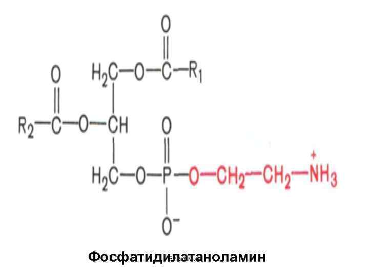 Биохимия Фосфатидилэтаноламин 