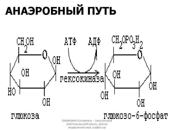 АНАЭРОБНЫЙ ПУТЬ БИОХИМИЯ Составитель - Заслуженный работник высшей школы, доктор медицинских наук, профессор 