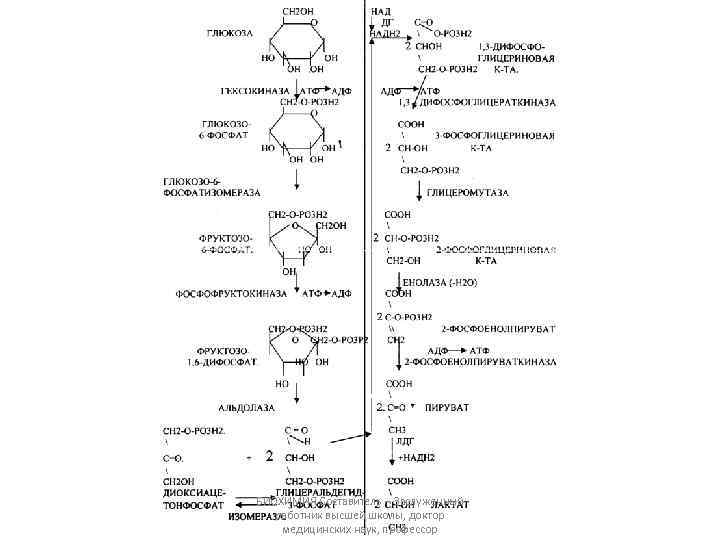 БИОХИМИЯ Составитель - Заслуженный работник высшей школы, доктор медицинских наук, профессор 