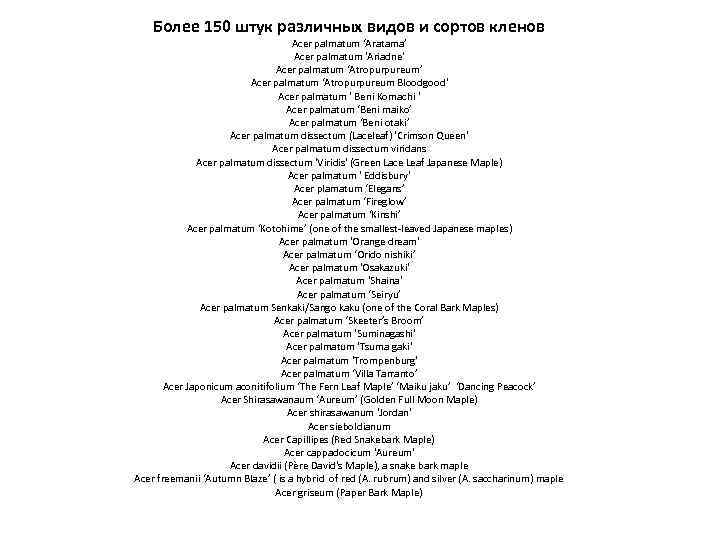 Более 150 штук различных видов и сортов кленов Acer palmatum ‘Aratama’ Acer palmatum 'Ariadne'