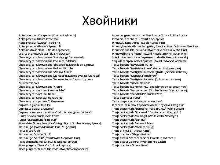 Хвойники Abies concolor 'Compacta' (Compact white fir) Abies procera 'Glauca Prostrata' Abies procera 'Glauca'