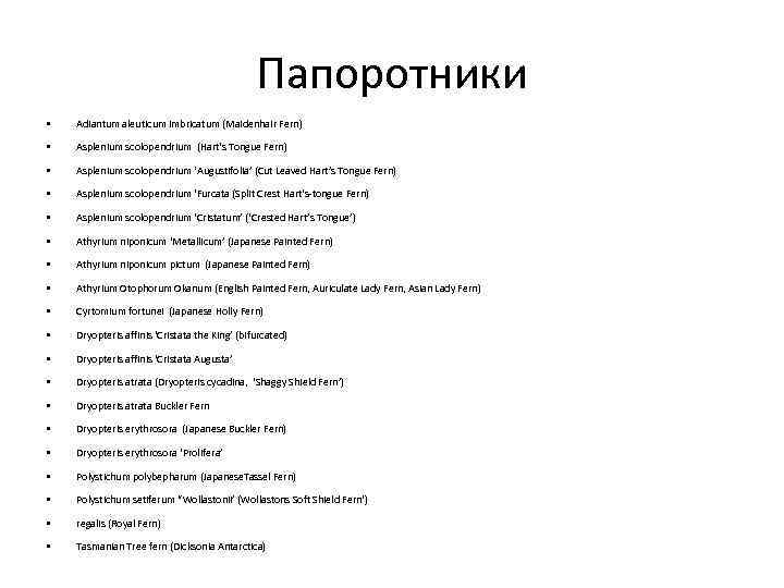 Папоротники • Adiantum aleuticum imbricatum (Maidenhair Fern) • Asplenium scolopendrium (Hart's Tongue Fern) •