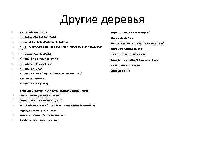 Другие деревья • Acer cappadocicum 'Aureum' Magnolia Grandiflora (Southern Magnolia) • Acer Capillipes (Red