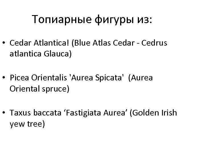 Топиарные фигуры из: • Cedar Atlantica! (Blue Atlas Cedar - Cedrus atlantica Glauca) •