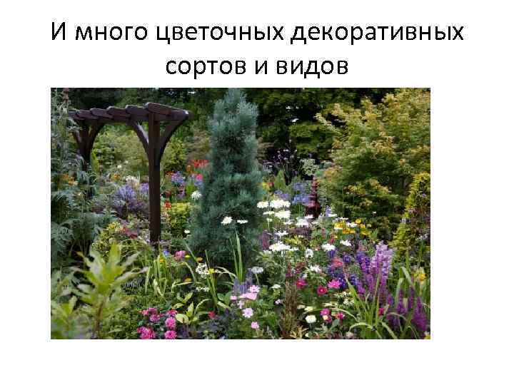 И много цветочных декоративных сортов и видов 
