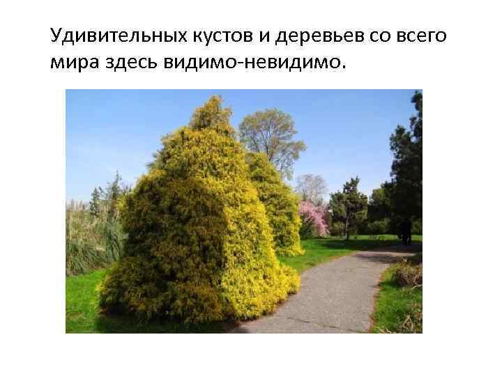 Удивительных кустов и деревьев со всего мира здесь видимо-невидимо. 
