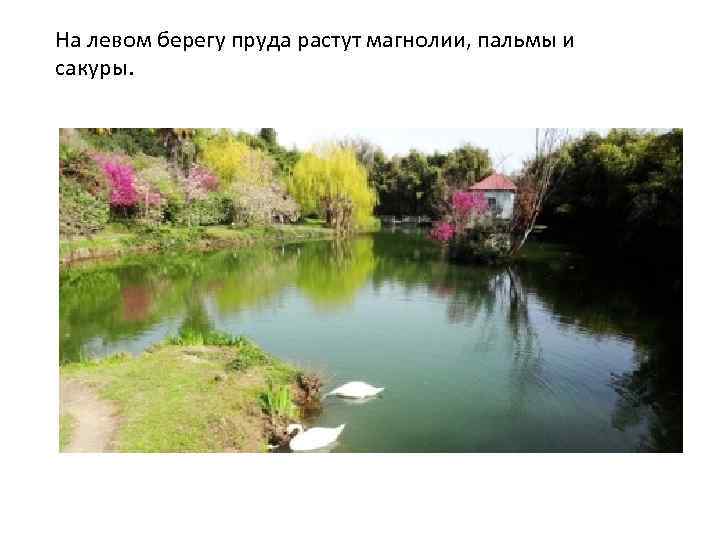 На левом берегу пруда растут магнолии, пальмы и сакуры. 