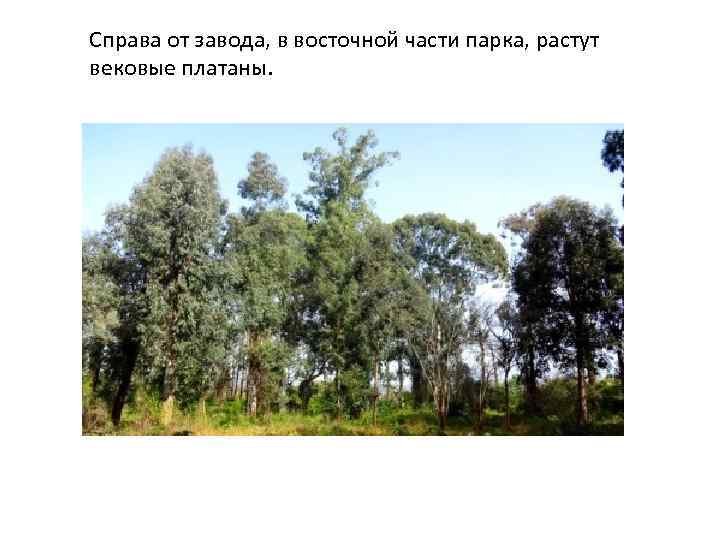 Справа от завода, в восточной части парка, растут вековые платаны. 