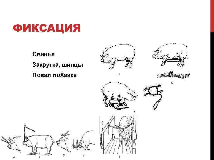 ФИКСАЦИЯ Свинья Закрутка, шипцы Повал по. Хааке 