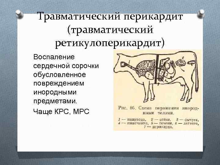 Травматический перикардит (травматический ретикулоперикардит) Воспаление сердечной сорочки обусловленное повреждением инородными предметами. Чаще КРС, МРС